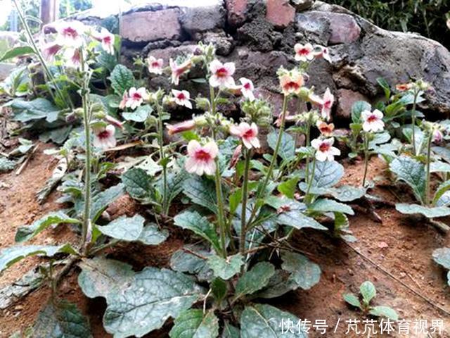 本经逢原|花似喇叭,块根像红薯,李时珍:填骨髓,长肌肉,生精血!