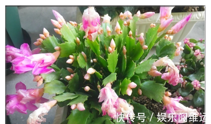 鸡蛋壳|蟹爪兰长势缓慢,一定要喂点它,半个月就能长成小瀑布