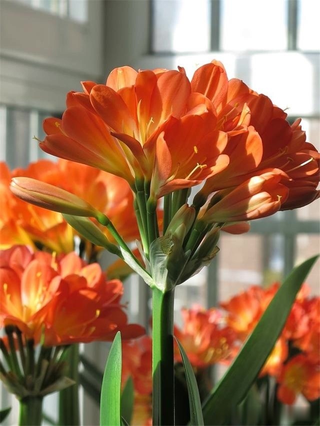 初秋给君子兰“换位置”,2种肥水轮着浇,君子兰叶片油亮爆花旺