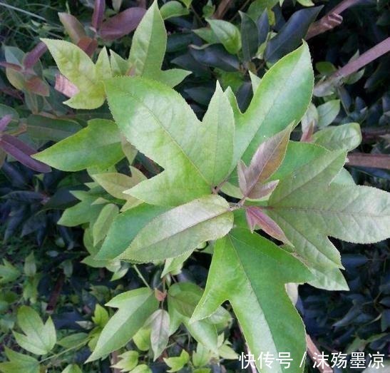 枫叶|“这种树”中国特有,叶子一边是荷叶,一边是枫叶,见到请珍惜!