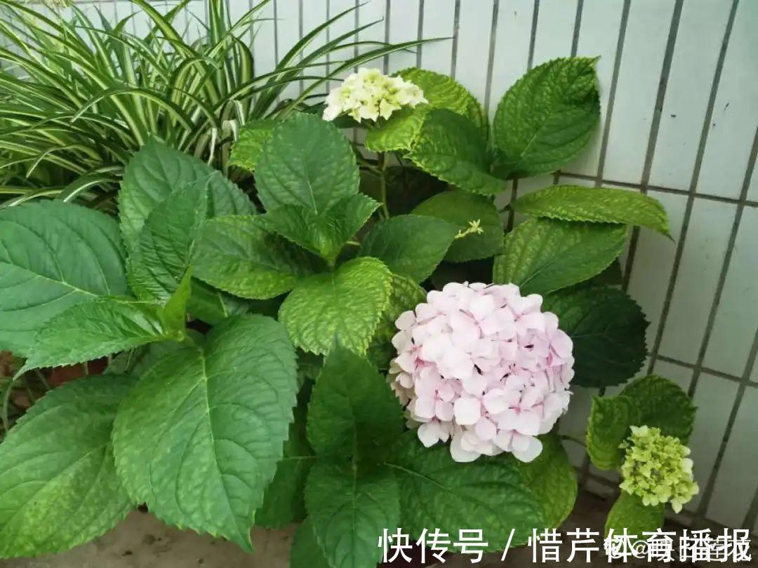 9个开花劳模，施肥不能停，不然越养越差劲