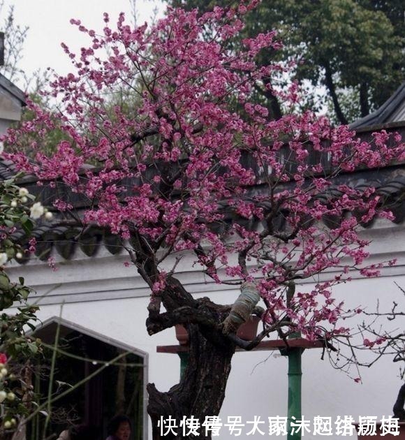 越“老”越值钱的“3种”植物,花粉都成“天价”,你家有养吗?