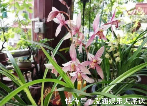 让“兰花”开爆盆记住几点,新芽冒得快,开花多,跟着学就行了