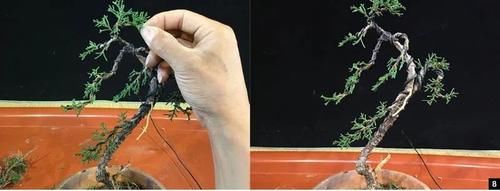 风动式的真柏盆景婀娜多姿，撩得我手定要上手一试！