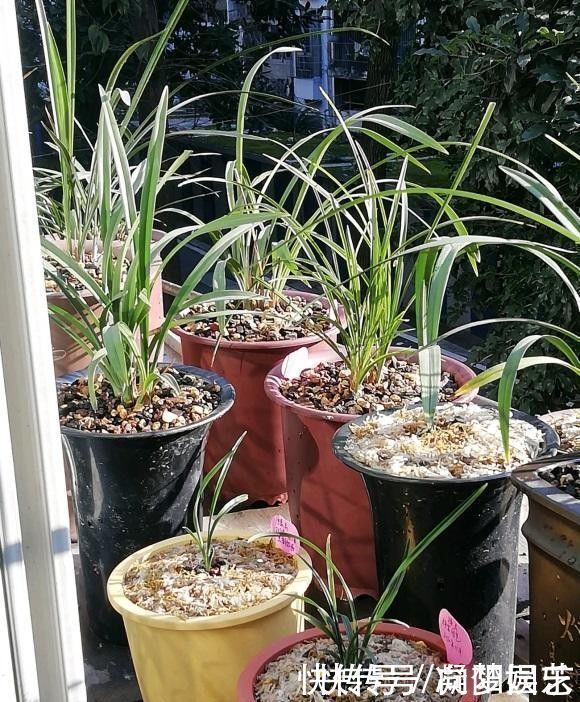 盆景|养兰花，花盆要选对，用“高脚盆”，钻几个洞，养兰花最合适