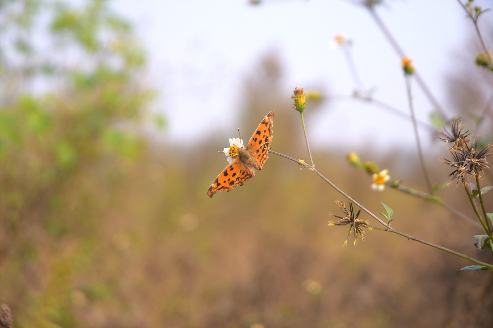 果实|农村有种“鬼不缠”的植物,是流落民间的中药材,小时候当暗器