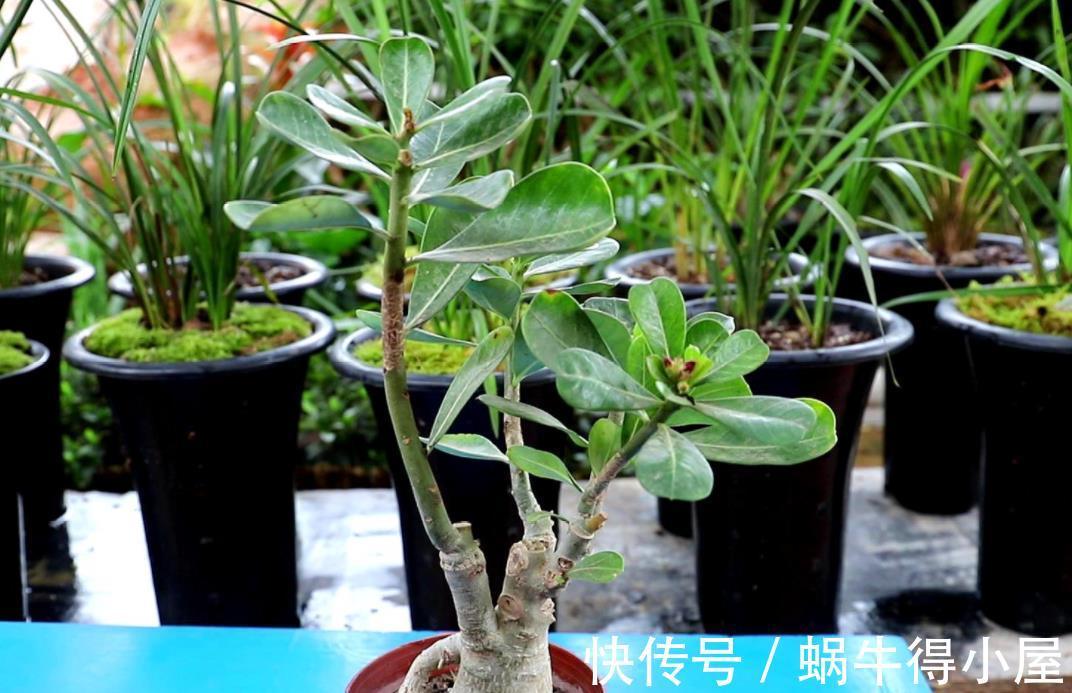 植株|盆栽沙漠玫瑰,6、7月趁早落实3点,花开满枝头,个大色艳