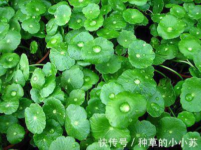 痘痘|油痘肌、干皮敏感皮的救星来啦！买这几款洗面奶准没错