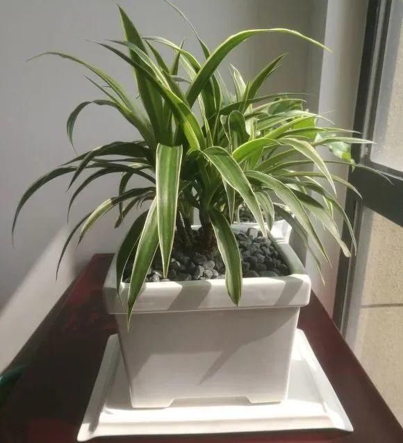 虎皮兰,红掌,吊兰养成老桩,变成大树,真壮观