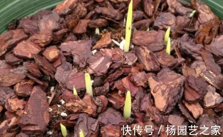 树皮|老化的树皮，堪称“大自然馈赠的养花神器”，制作简单又实用