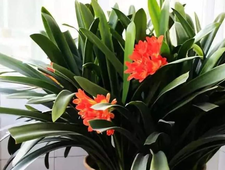 君子兰迟迟不开花别着急,几招催花方法,让君子兰砰砰开花