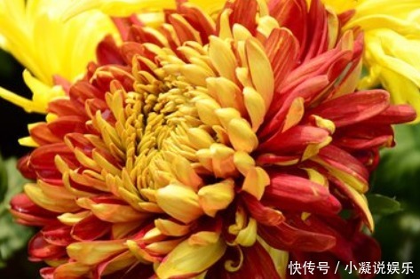 花卉|喜欢养花,就养花开富贵、金灿灿的花卉,比牡丹惊艳,好养易爆盆