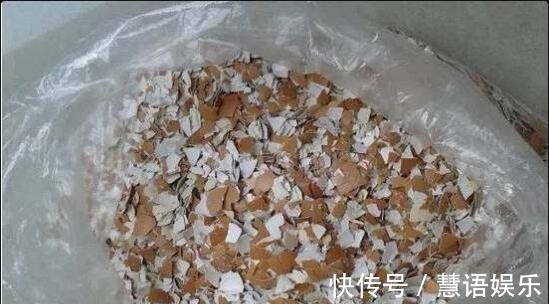 这2种“肥”长寿花最喜欢！盆里放一点，叶片肉嘟嘟，开花爱爆盆