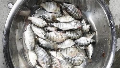 名字|“它”被误认为鲫鱼,2元一条路人争着买,听到名字后,大家都扔了