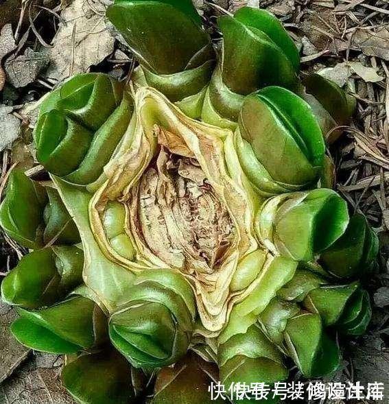 怎样让君子兰多开花？做好1件事，一盆10枝花