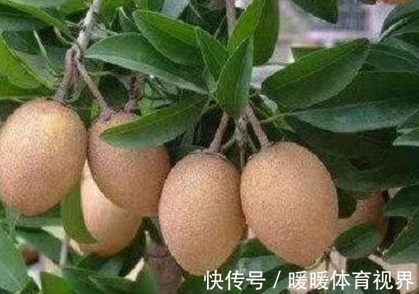 清热解毒|人心果预防便秘、清热解毒,果农想要收获高产人心果,只需五点