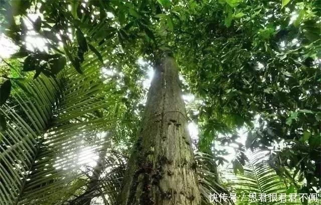 隋炀帝随手赏给日本一块木头，现在出1亿美金都没卖