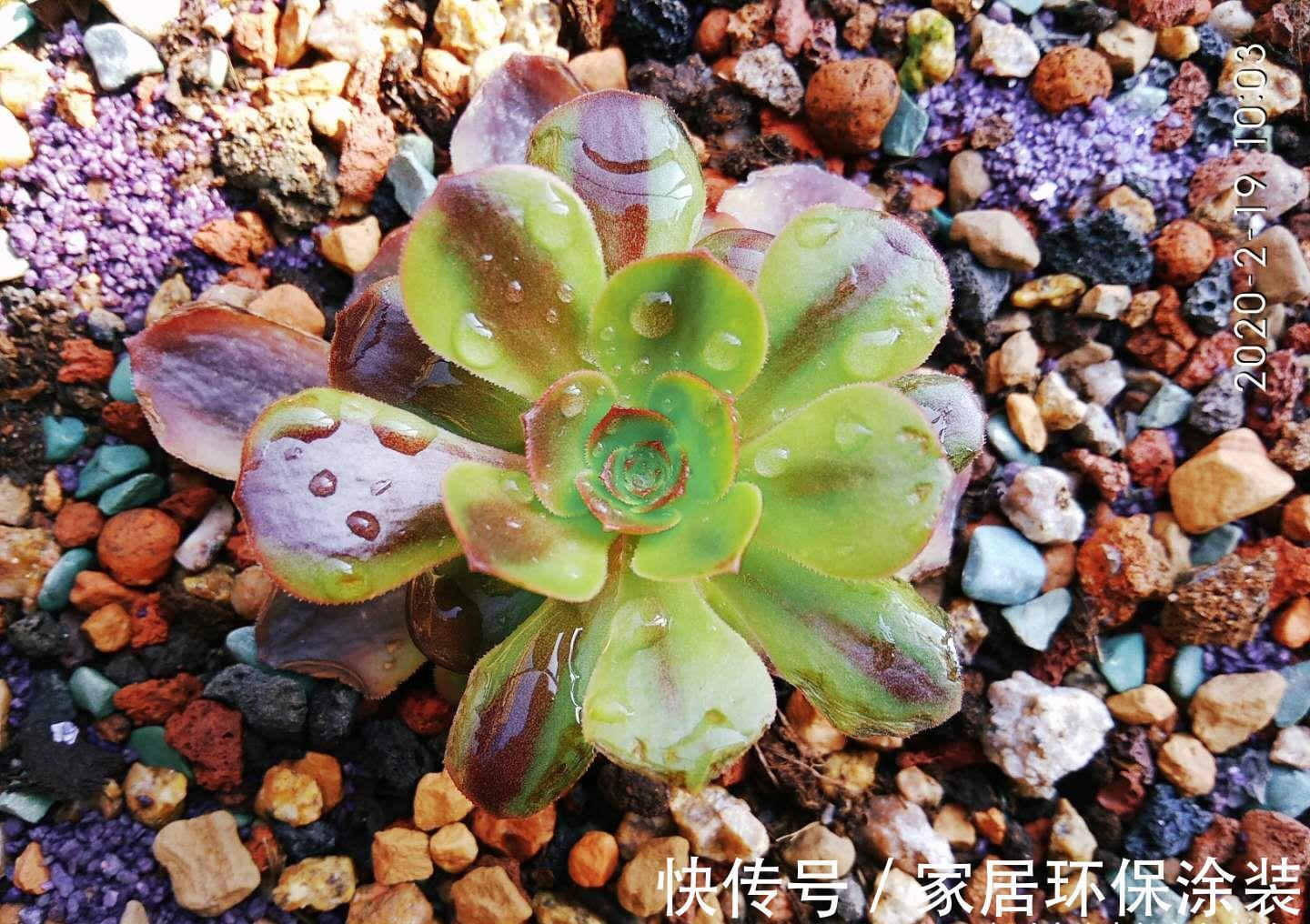 小苗|多肉欧佳丽法师太贵？秋天可以入手小苗，照我的方法养活没啥问题