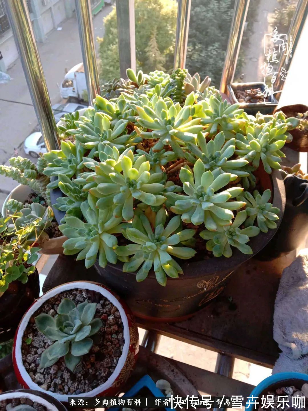 红稚莲|多肉度个夏,回到解放前!曾经有多美,现在就有多丑!