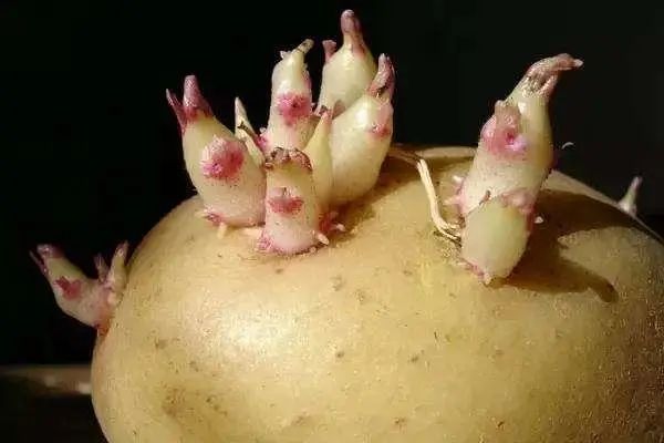 食物中毒|8种蔬菜一定不要再吃了,有毒伤肝,早知道早受益!