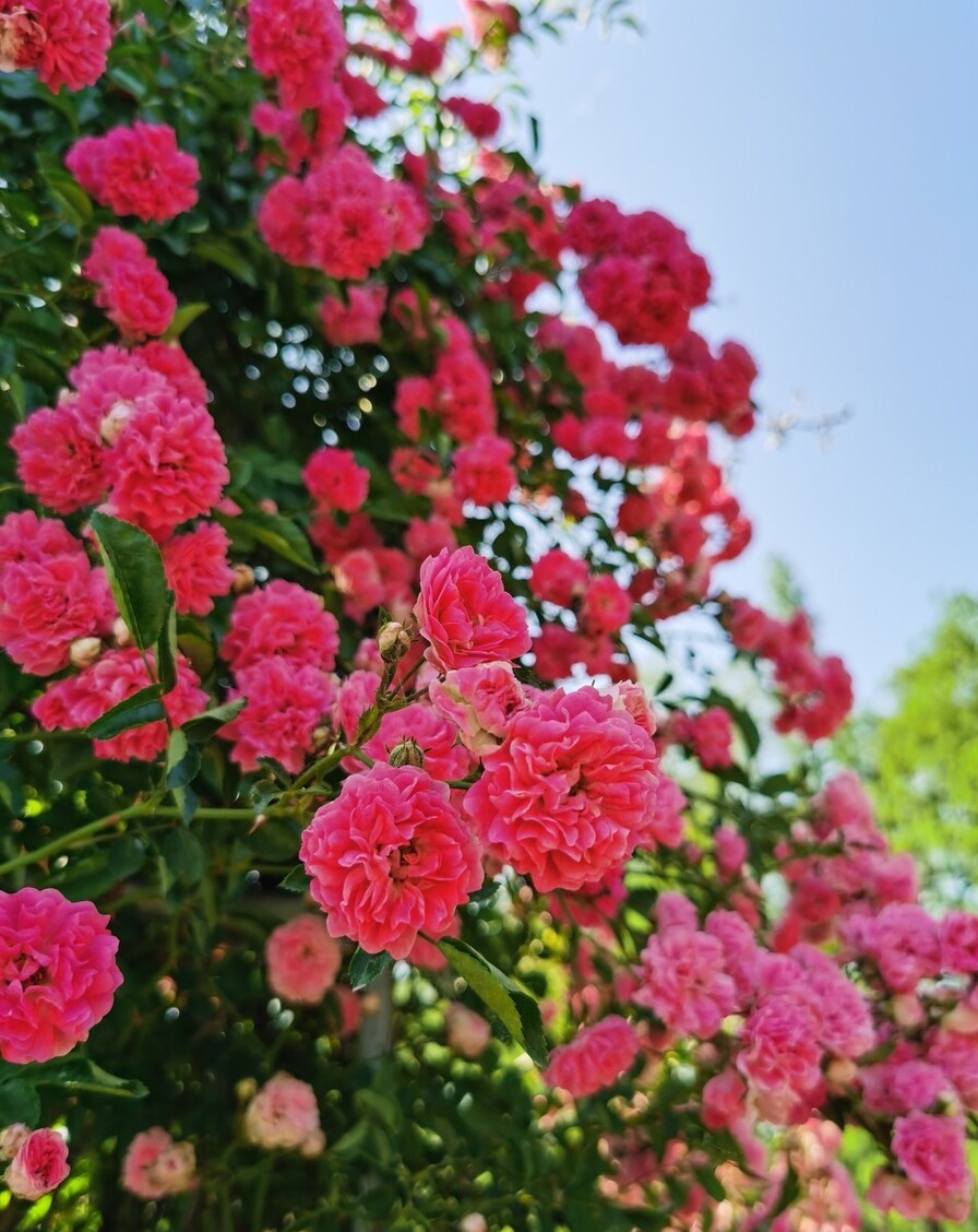 颜值担当|想要打造“高级”花园,春天种上“4种花”,颜值高,爱开花