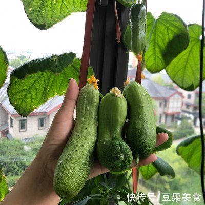 黄瓜|这么美味的凉拌黄瓜都没吃过？你的人生不完整