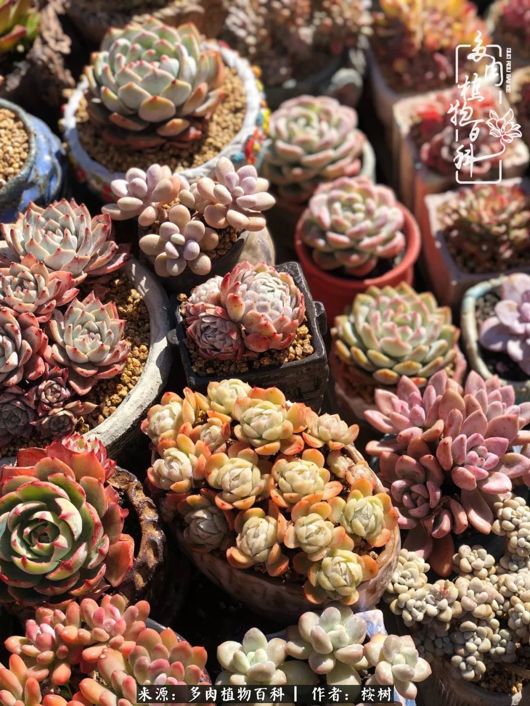 多肉度夏经验谈四季皆露养,兢兢业业养肉三年半!