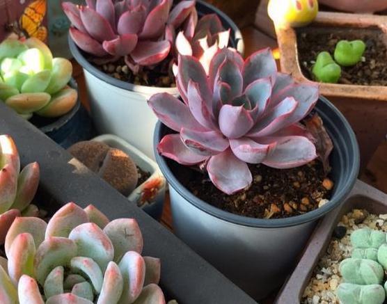 家庭盆栽多肉管理妙招抓住4个细节,叶片肥美、精神足