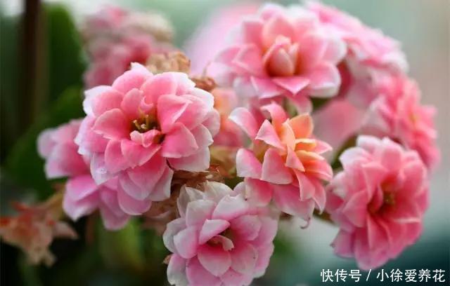 长寿花开败后,找对“位置”猛剪一刀,第二次开花更旺盛!