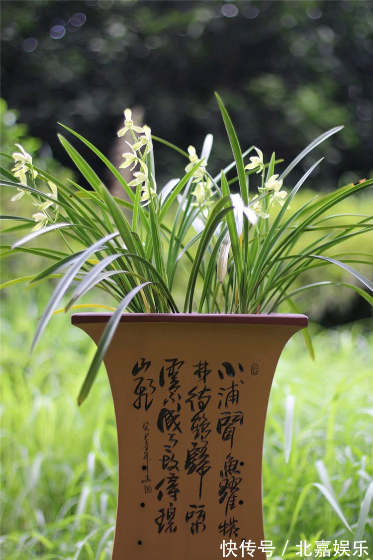 用“绿肥”养兰花,兰花新芽猛蹿,枝繁叶茂花娇俏!