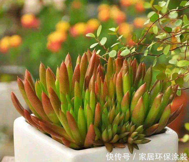 徒长|室内养花容易徒长?教你2个方法,第2种效果最好,大棚主都在用