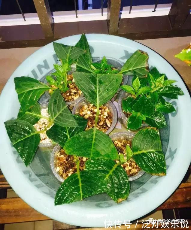托盘|3种花太贵,别再买了,剪几个枝就能扦插几十盆!
