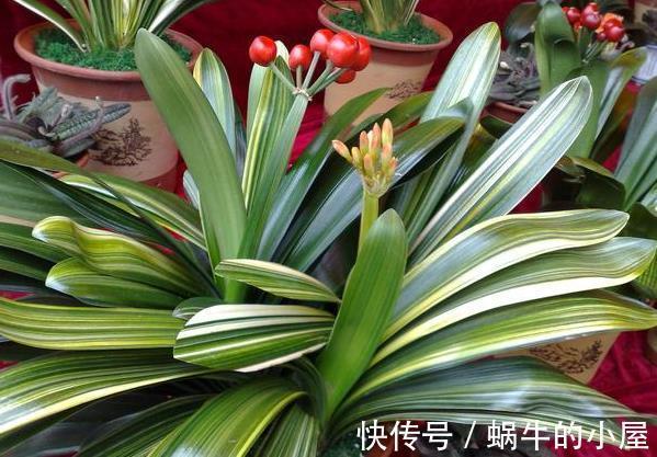 盆栽|立秋后，打理君子兰盆栽，甭急着干这3件事，不然人受穷花遭殃