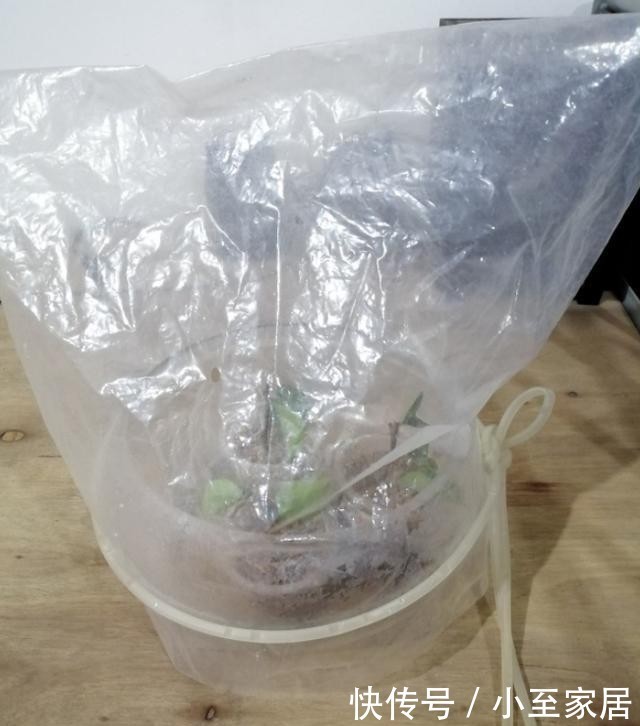 花盆|塑料袋用完先别扔,套在花盆上,用处多多!