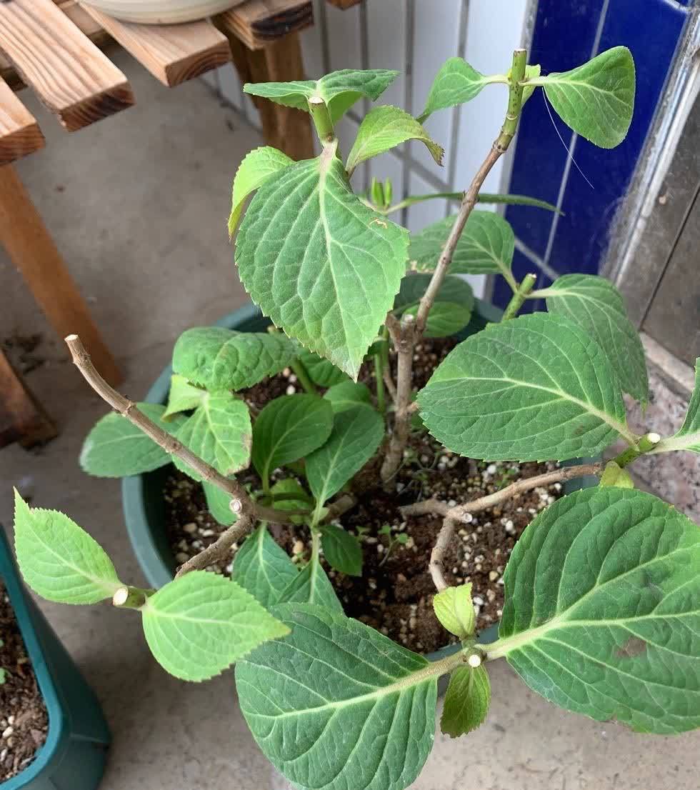 有“两种花”,春天一定别修剪,花苞才能更多开花更美