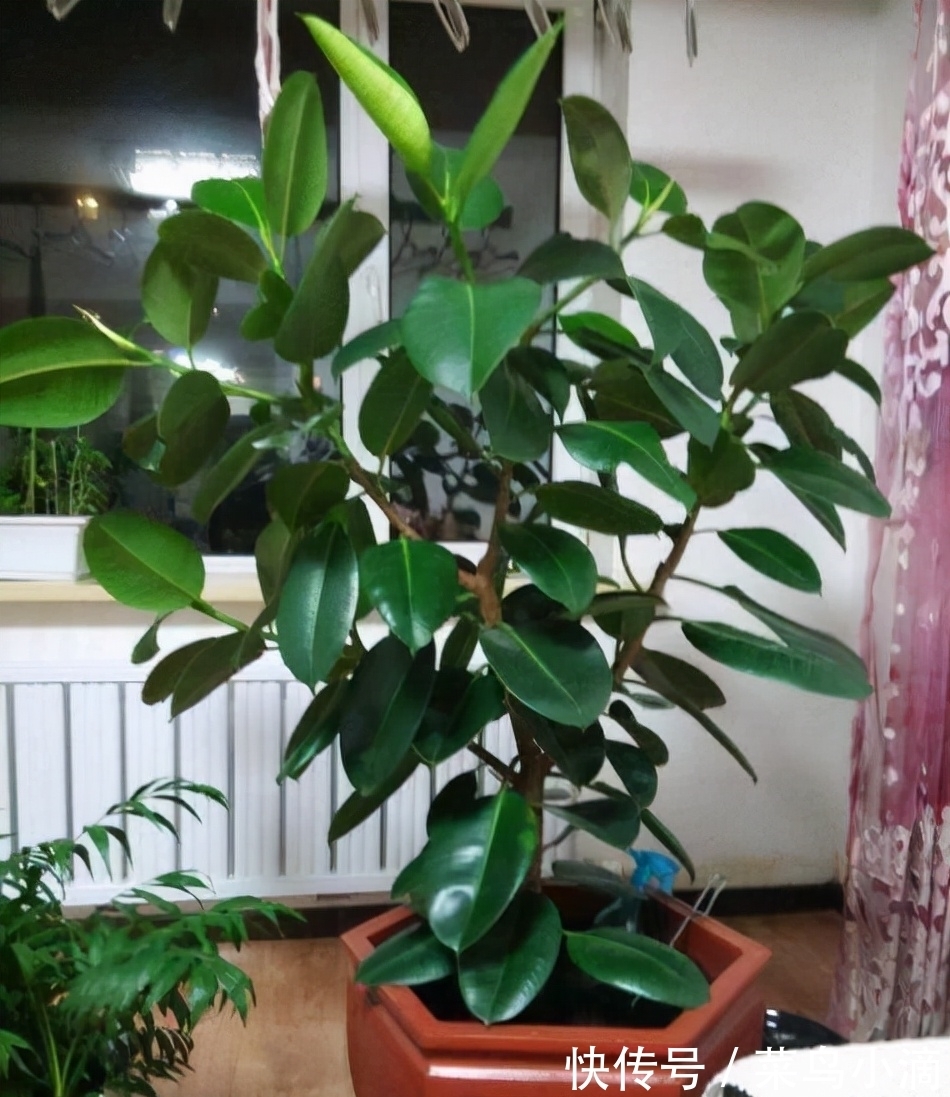 九种“皮实花”，多晒少管长得好，养成老桩更高档，绿萝没上榜