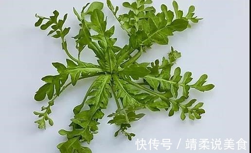清热解毒|野菜吃不对小心致命!这7种野菜可以放心吃