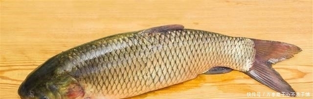 野钓草鱼怎么选钓位?这4个钓位都是草鱼窝,不要错过