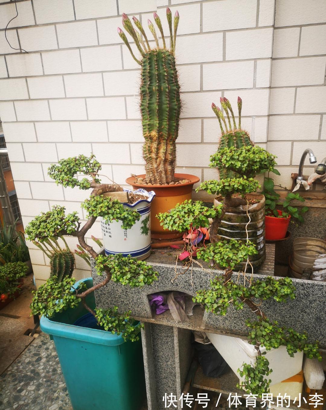 金枝玉叶长势差，土里埋“三废料”，新枝咕噜蹿，养成繁花小老桩