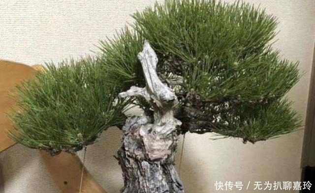 盆景|养3种“盆景树”,值钱又“镇宅”,比牡丹、绿萝好看,也好养!