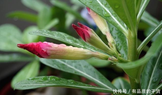 5月养这3种花,多用磷酸二氢钾,开花多!