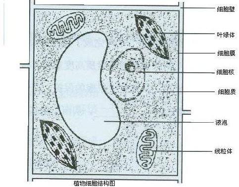 请你画出一个植物细胞和一个动物细胞模式图 并标注出各部分的名称 快资讯