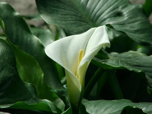 养花试试这几款，花朵洁白纯净，美丽令很多人喜爱