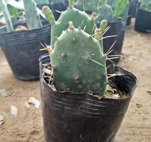 院子|仙人掌长得太快平时经过修剪,剪了很多头发,堆满了整个院子