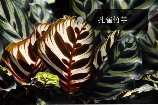 150种常见植物及花卉，你认识几个？
