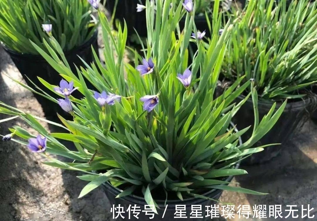 养殖|阳台养风雨兰,新人该怎么打理?想要多开花,就该抓住这6点