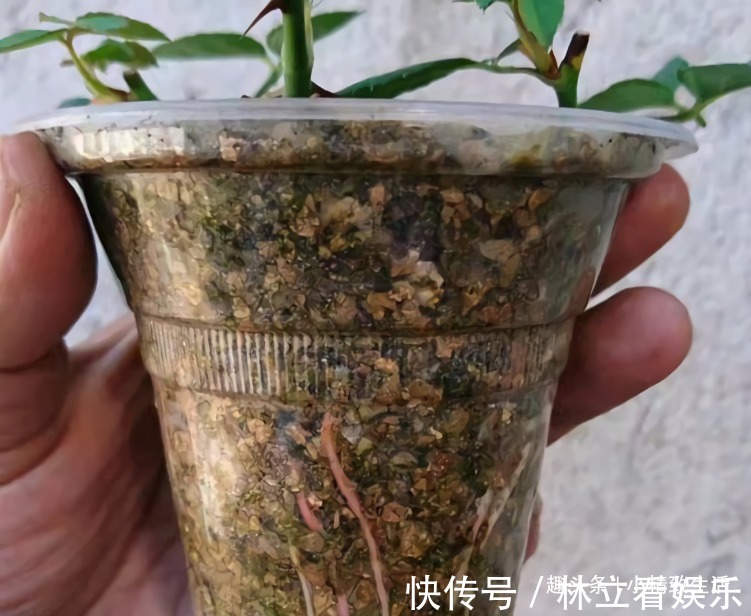 月季扦插难，“撞墙2.0扦插法”，1月生根，就问你盆够不够