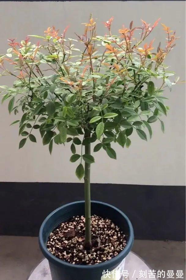 这些九月容易“饿”的花,多晒太阳,施对肥,开出碗大的花