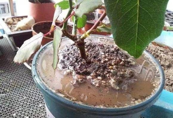 药片|2种小药片，丢进水里用来浇花，土壤两年不板结，开花多长的旺