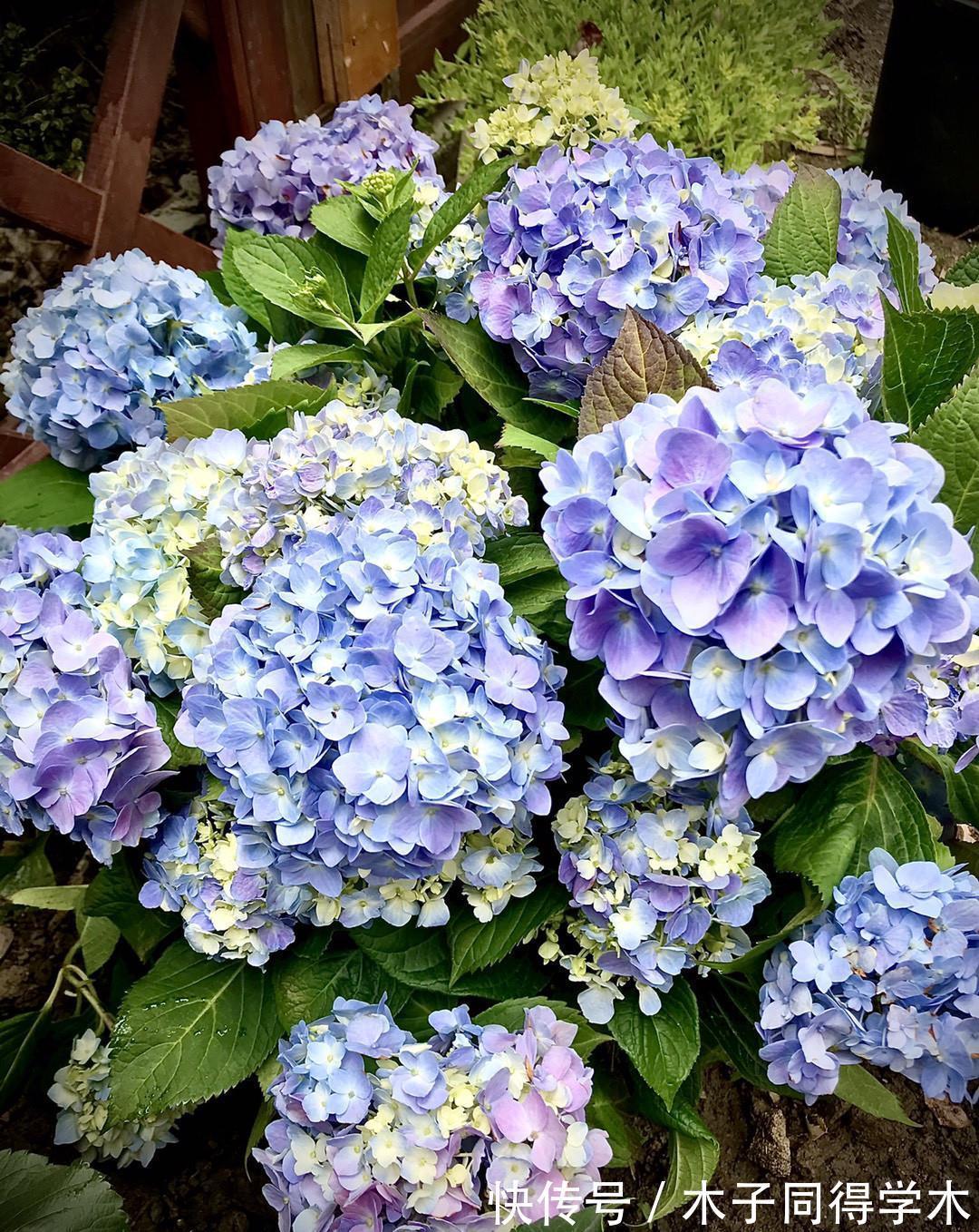 繁殖|3种花不用买，路边掰点枝叶扦插，天热生根快，轻松繁殖一大群